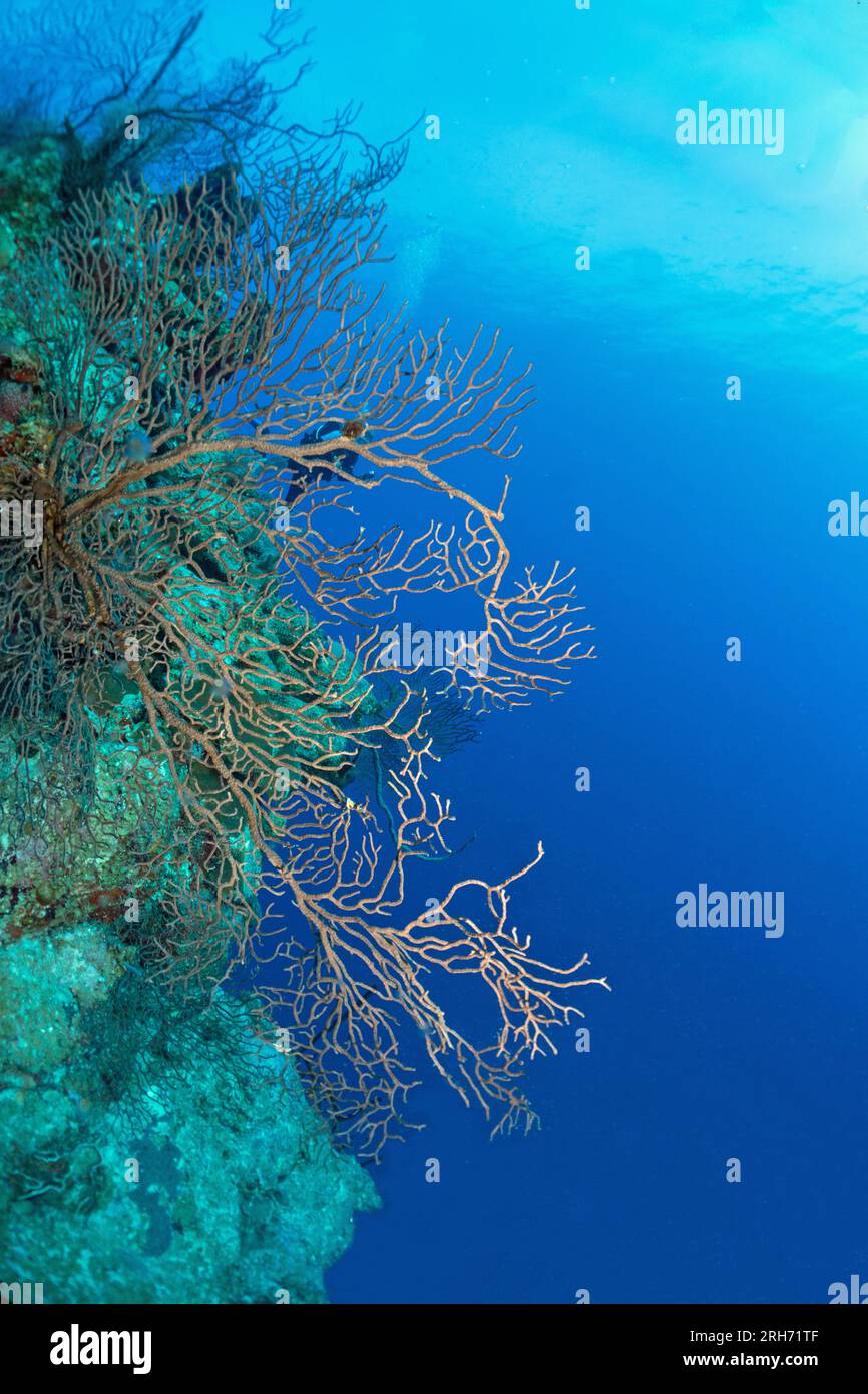 Grand Cayman Stock Photo