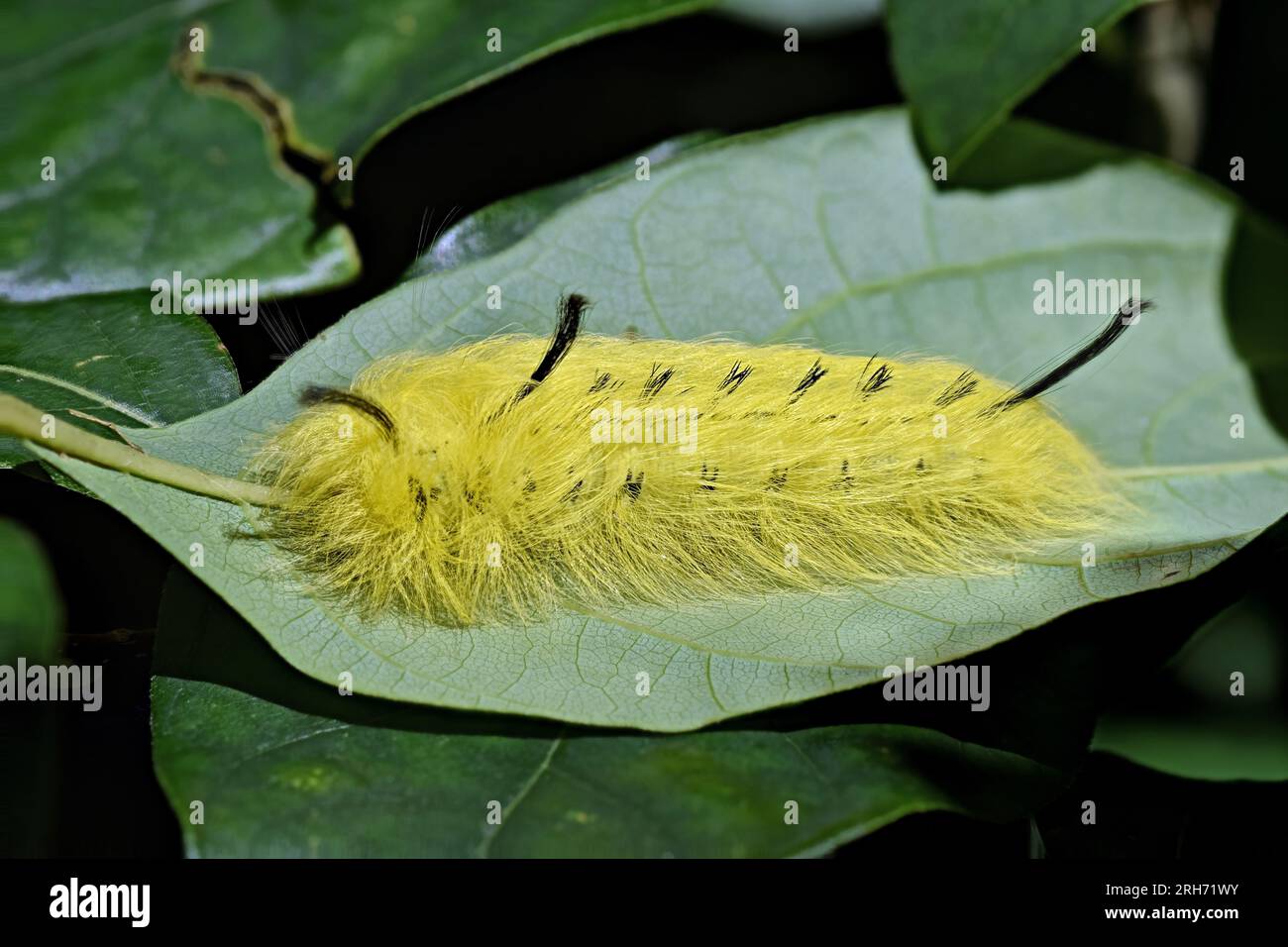 American Dagger Moth caterpillar (Acronicta americana) crawls across a