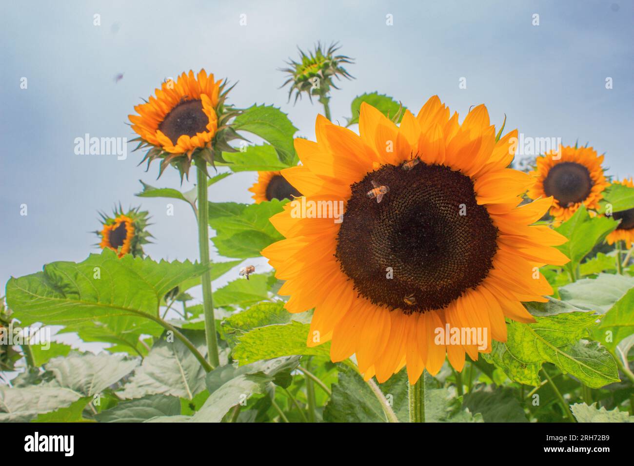 Sunflower in the field with blue sky and white clouds background Stock ...