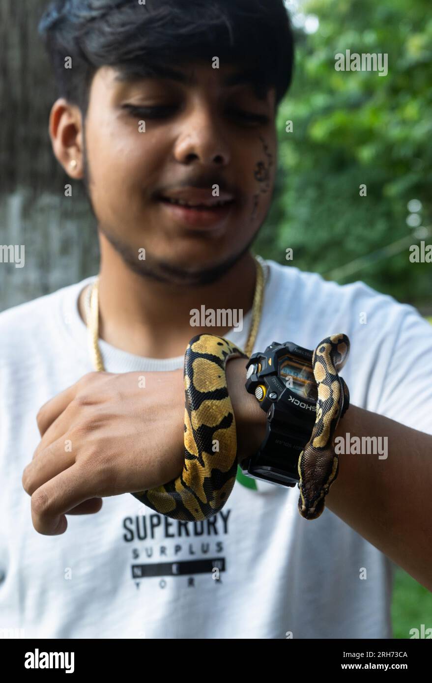 A boy name Ritesh Sarma shows his pet snake a Ball python in an ...