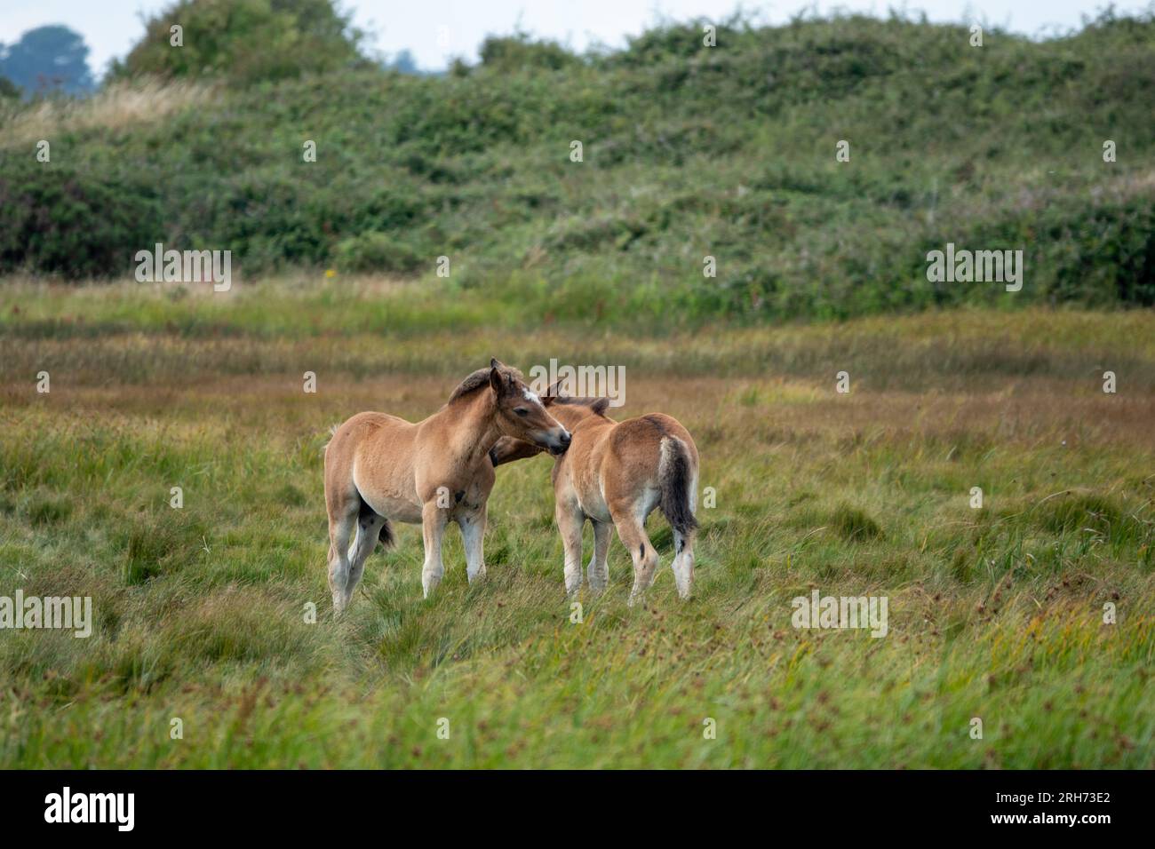 New Forest Pony foals at Lymington and Keyhaven Marshes Nature Reserve Hampshire England Stock Photo