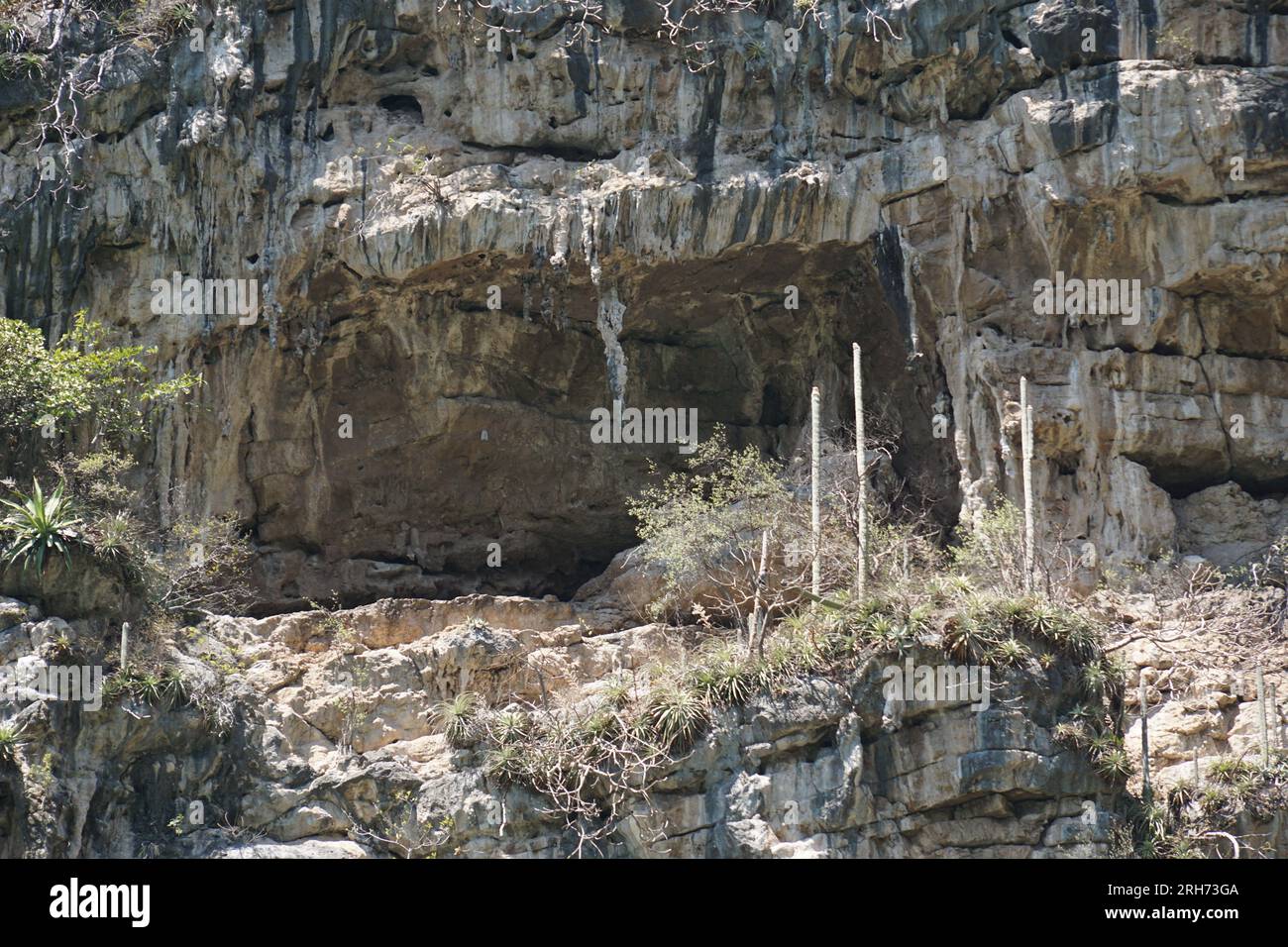 seahorse, geology, vegetation, sumidero canyon, limestone formation at chiapas mexico Stock Photo