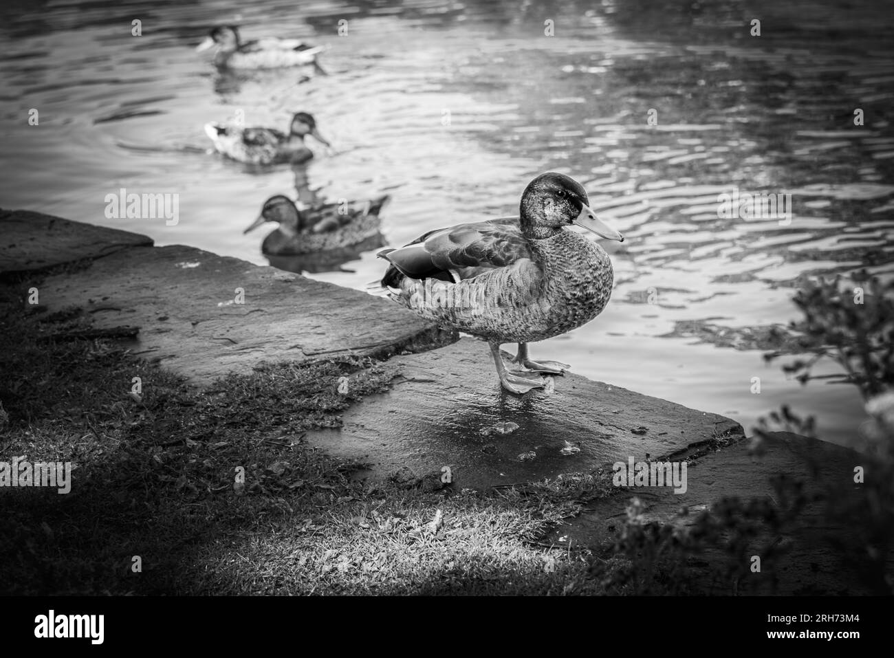 Ducks at Dunham Massey Cheshire Stock Photo
