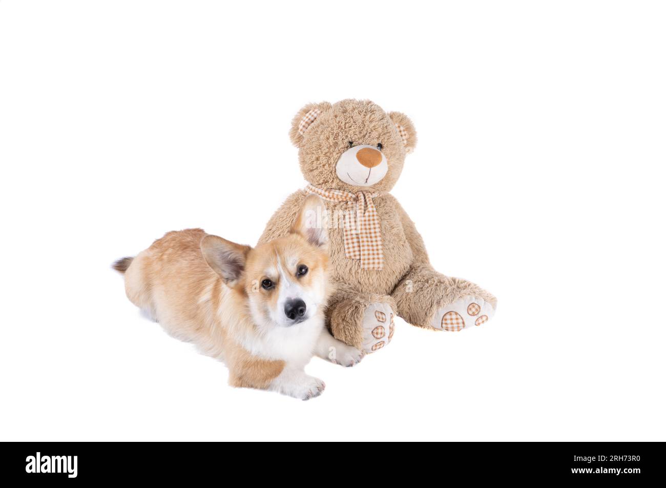 Bonnie - Soft Toy Bear main image 1