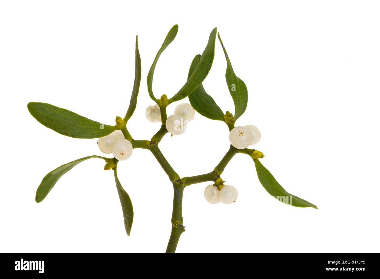 set of Christmas sprigs of mistletoe sprigs of mistletoe. Winter