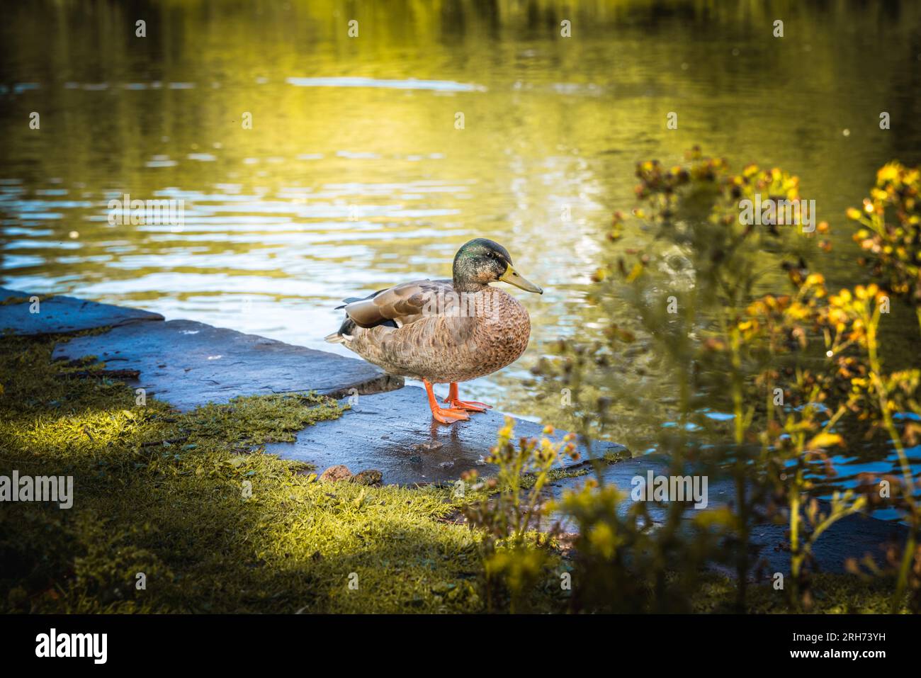 Ducks at Dunham Massey Cheshire Stock Photo Alamy
