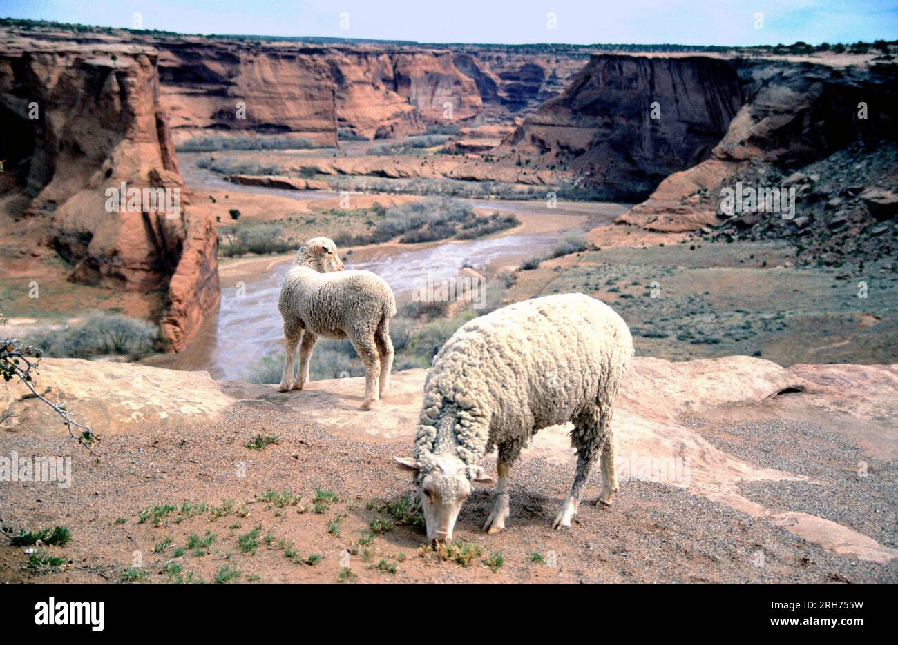 Canyon de Chelly and grazing sheep at the Navajo Indian reservation northern Arizona, USA Stock Photo
