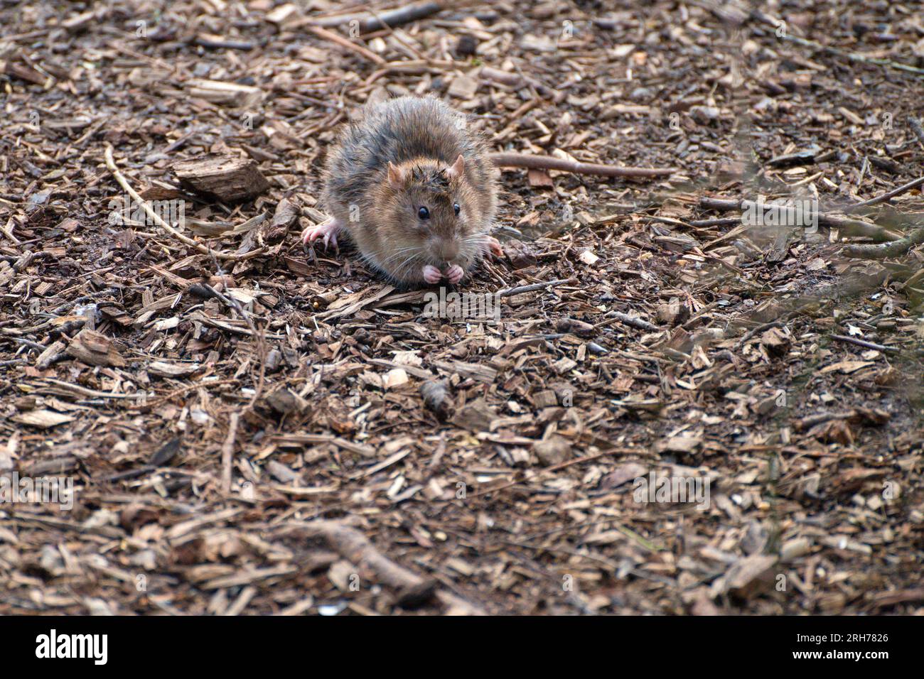 Wild brown rat eating in the forest. Stock Photo
