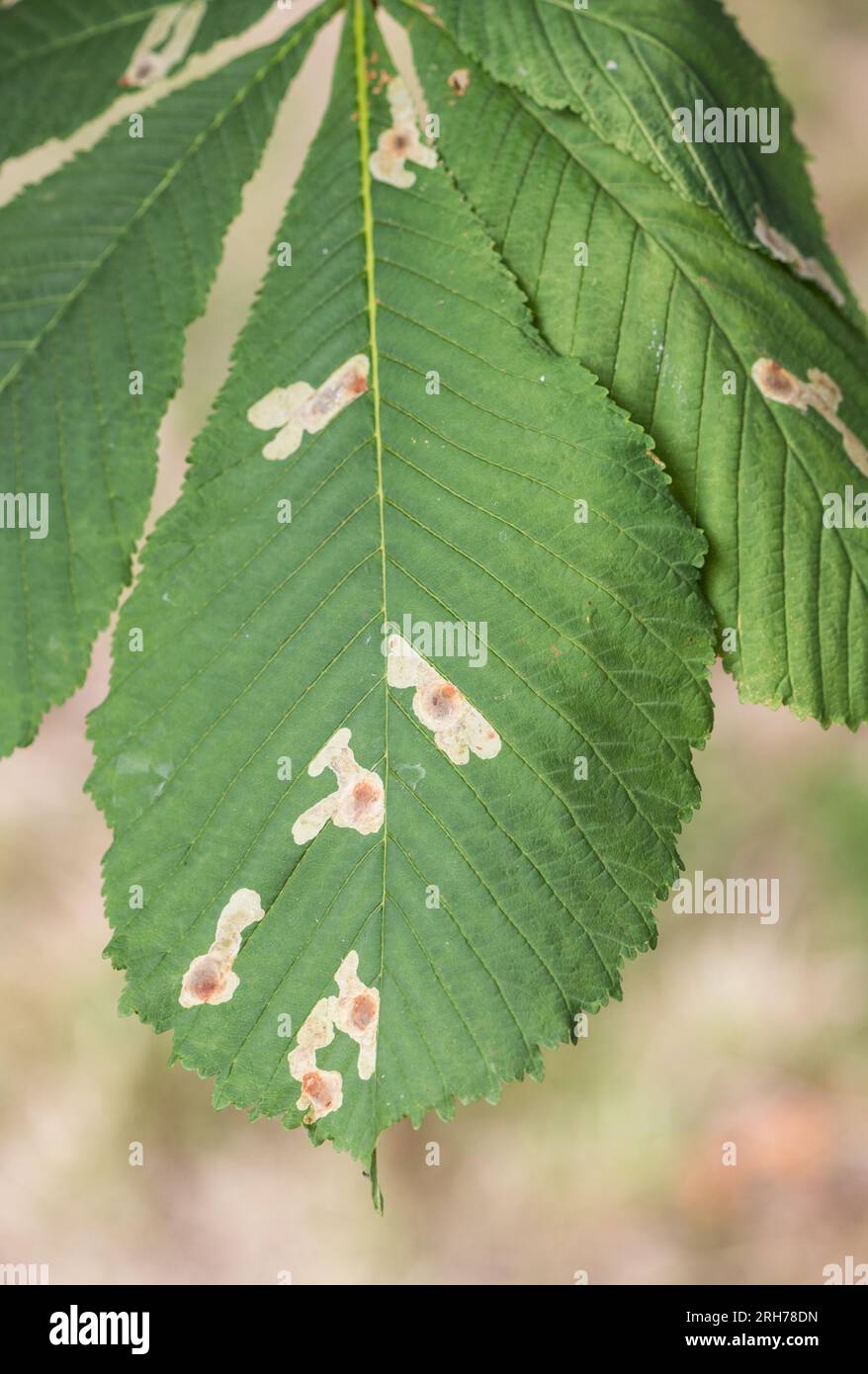 Leaf mines of the Horse Chestnut Leafminer moth (Cameraria ohridella