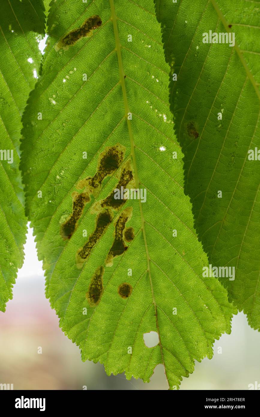 Leaf mines of the Horse Chestnut Leaf-miner moth (Cameraria ohridella) Stock Photo