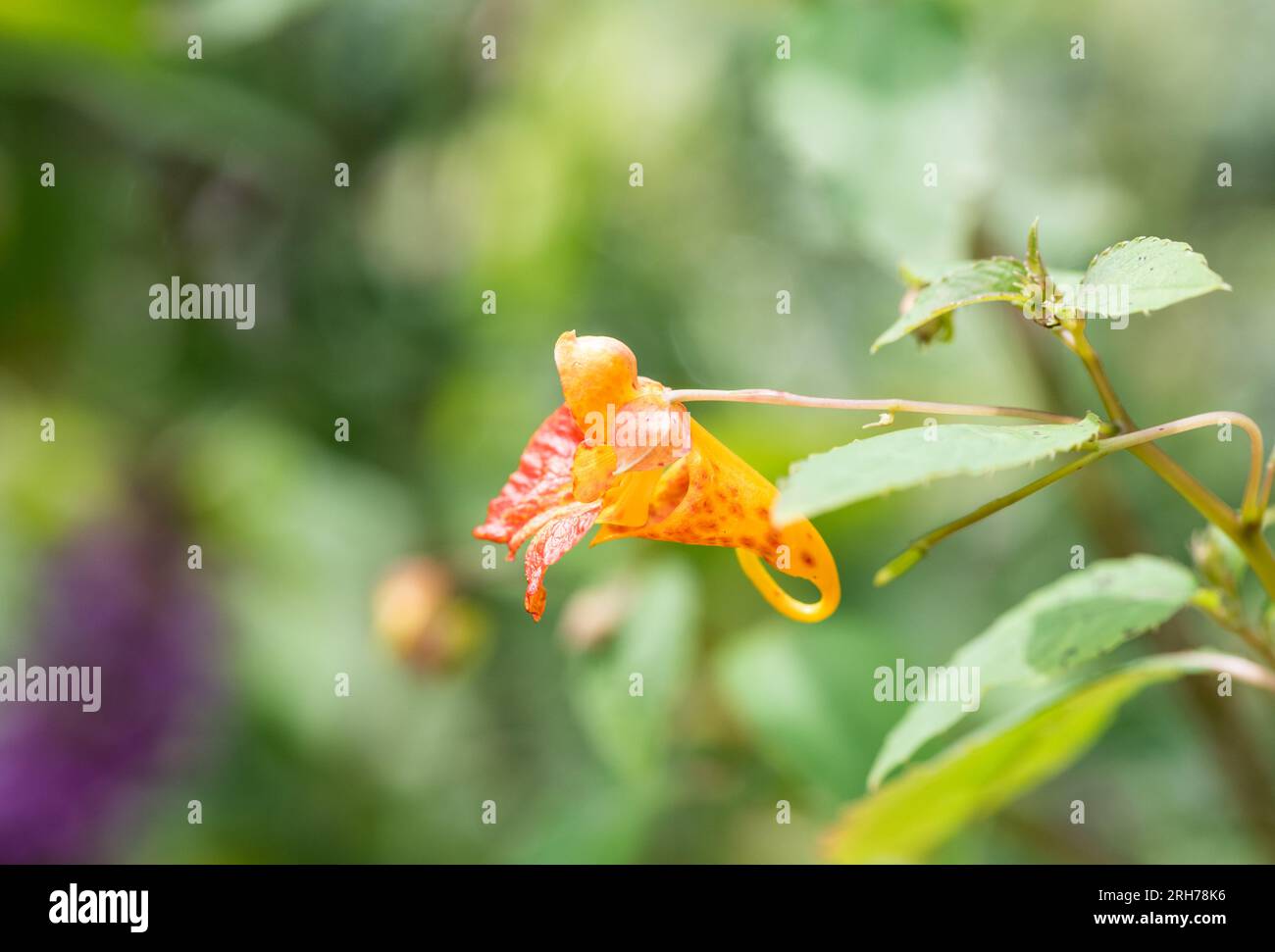 Flower of Orange Balsam (Impatiens capensis) Stock Photo