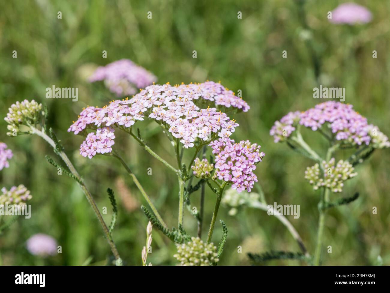Flowers of Yarrow (Achillea millefolium) Stock Photo