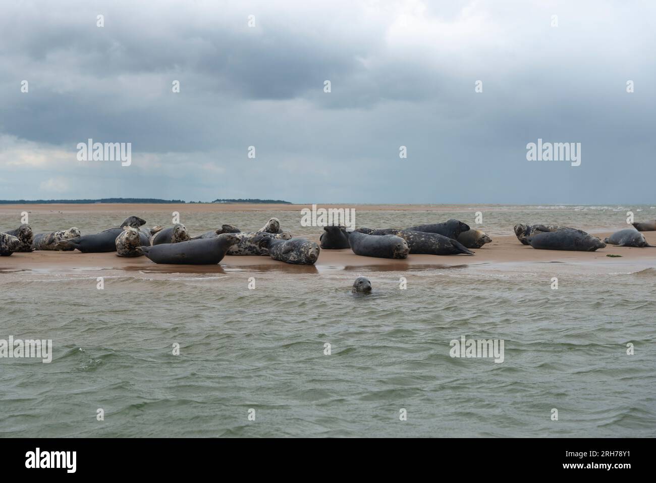 Grey seals resting on the sandbar at Blakeney Point, Holt, North Norfolk, England Stock Photo