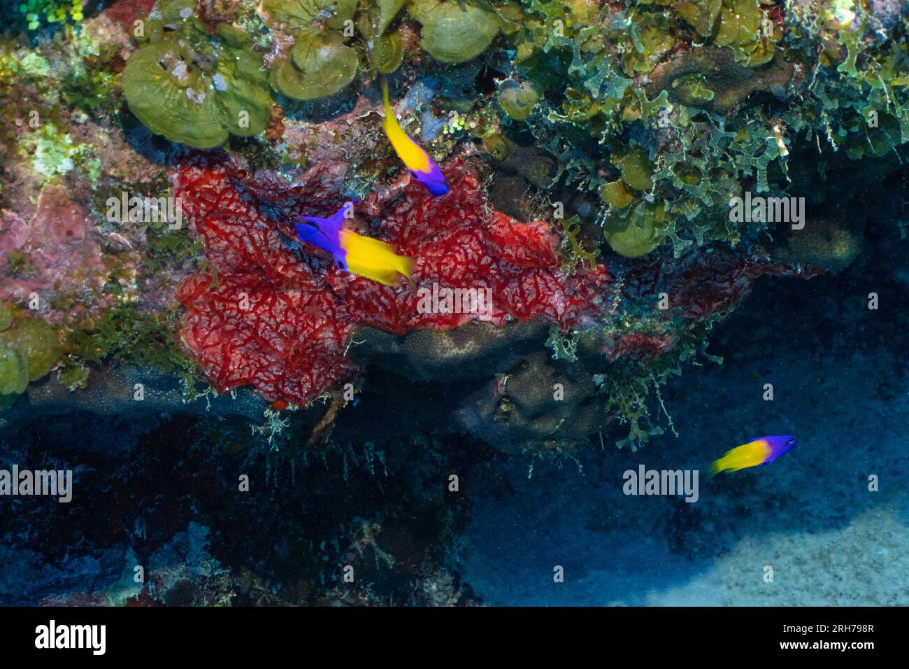 Grand Cayman Stock Photo