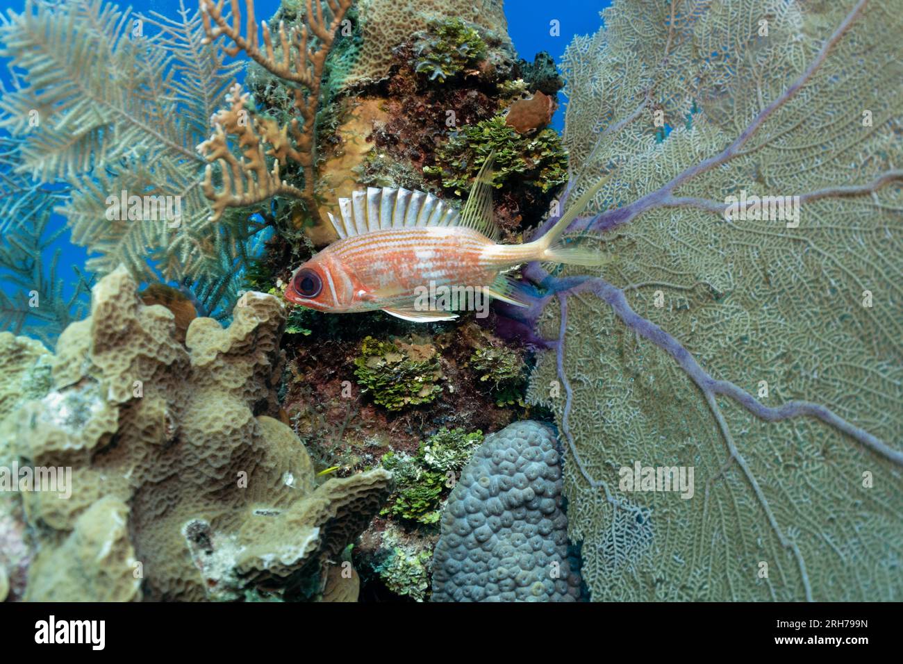 Grand Cayman Stock Photo