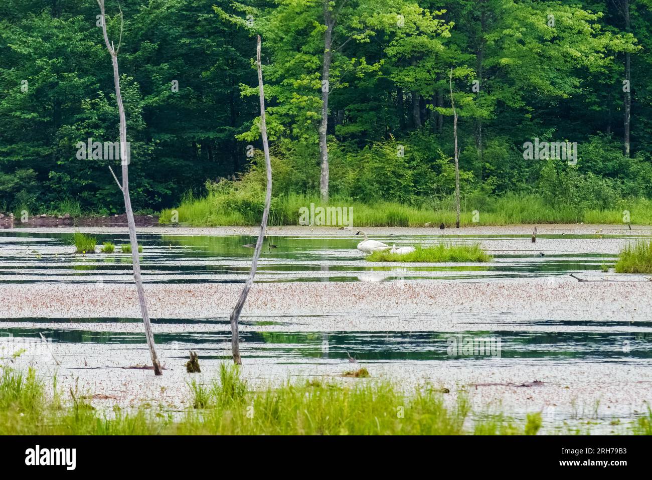 A pair of trumpeter swans sun themselves on a marshy bog in Northern Wisconsin. Stock Photo