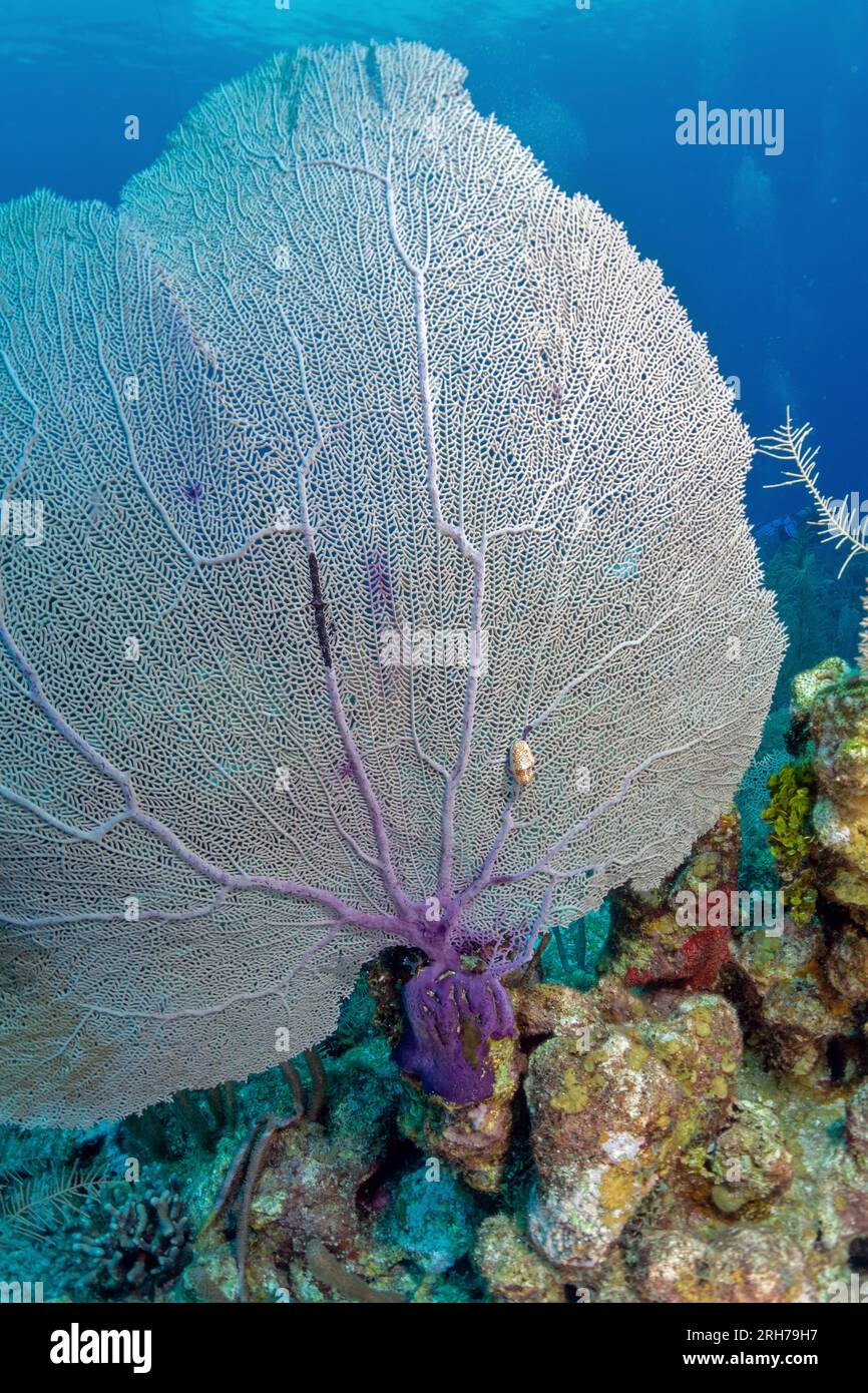 Grand Cayman Stock Photo