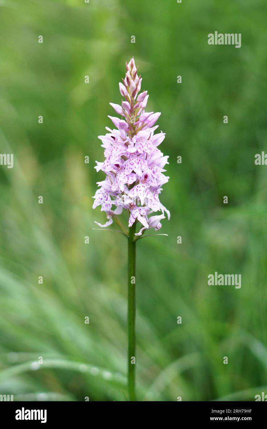 Beautiful Pink orchid in the United Kingdom. Green background. Stock Photo