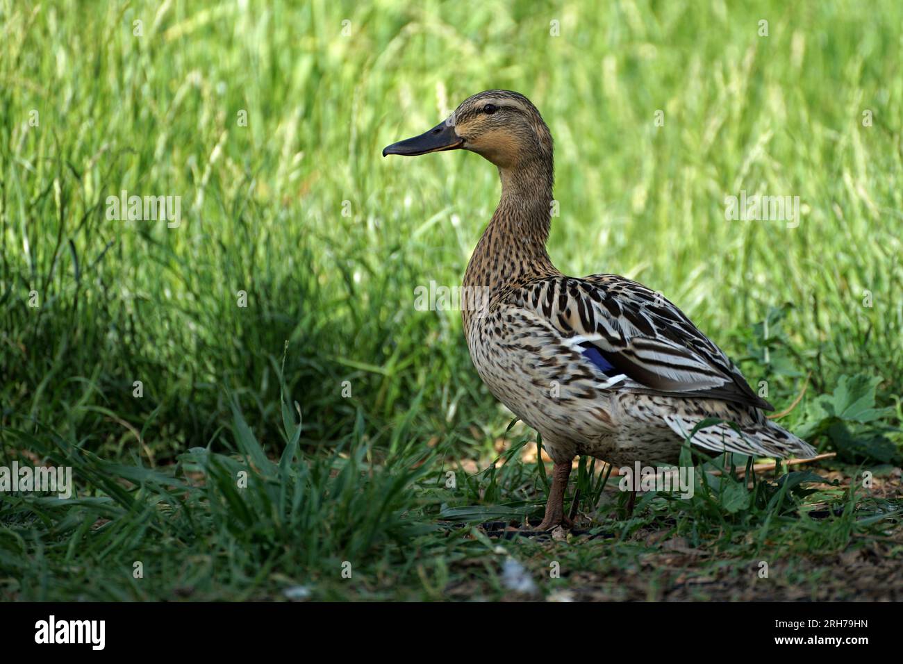Amazing closeup view of brown mallard female duck with green grass at background. Stock Photo