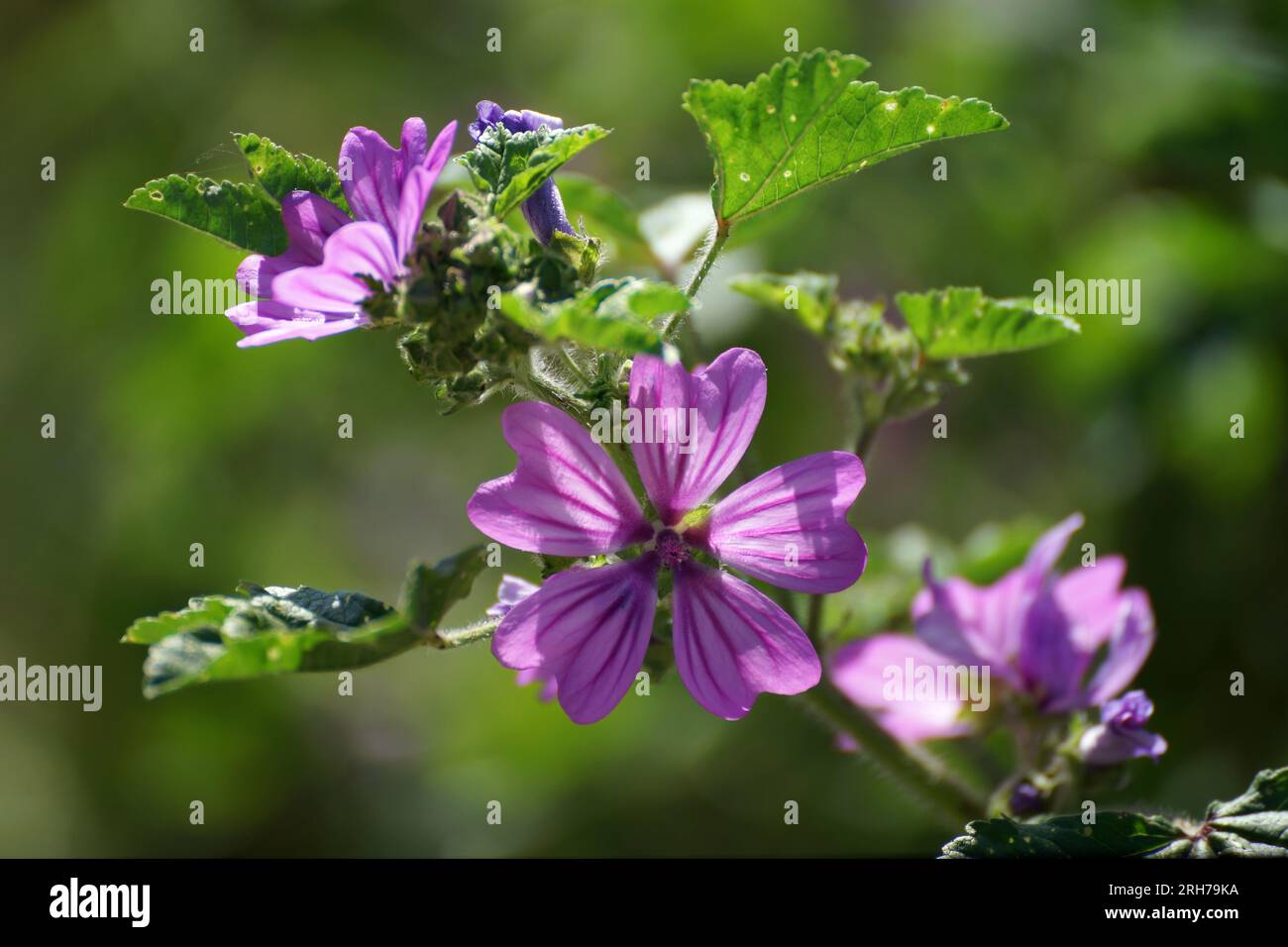 Flowers and leaves of tall mallow (Malva sylvestris). Close-up view with blurry green backgroud. Stock Photo