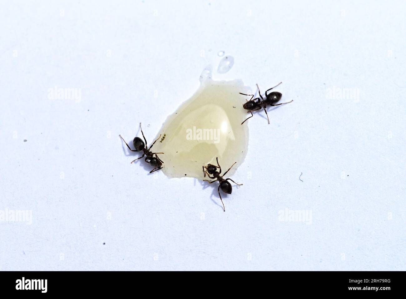 Three ants eating honey drop at the white background Stock Photo Alamy