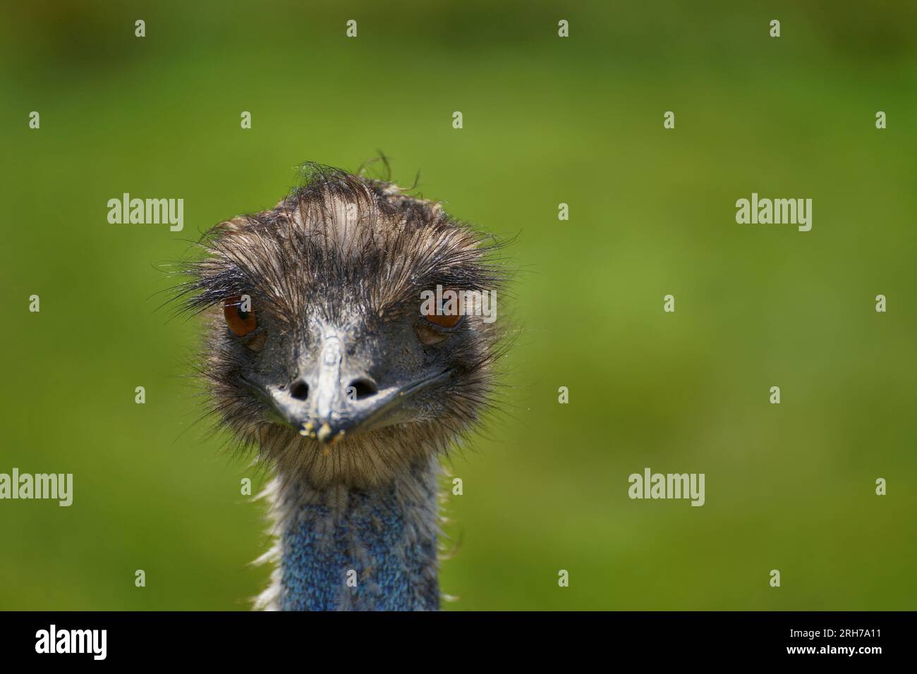 Emu ostrich. Head with green background. Stock Photo