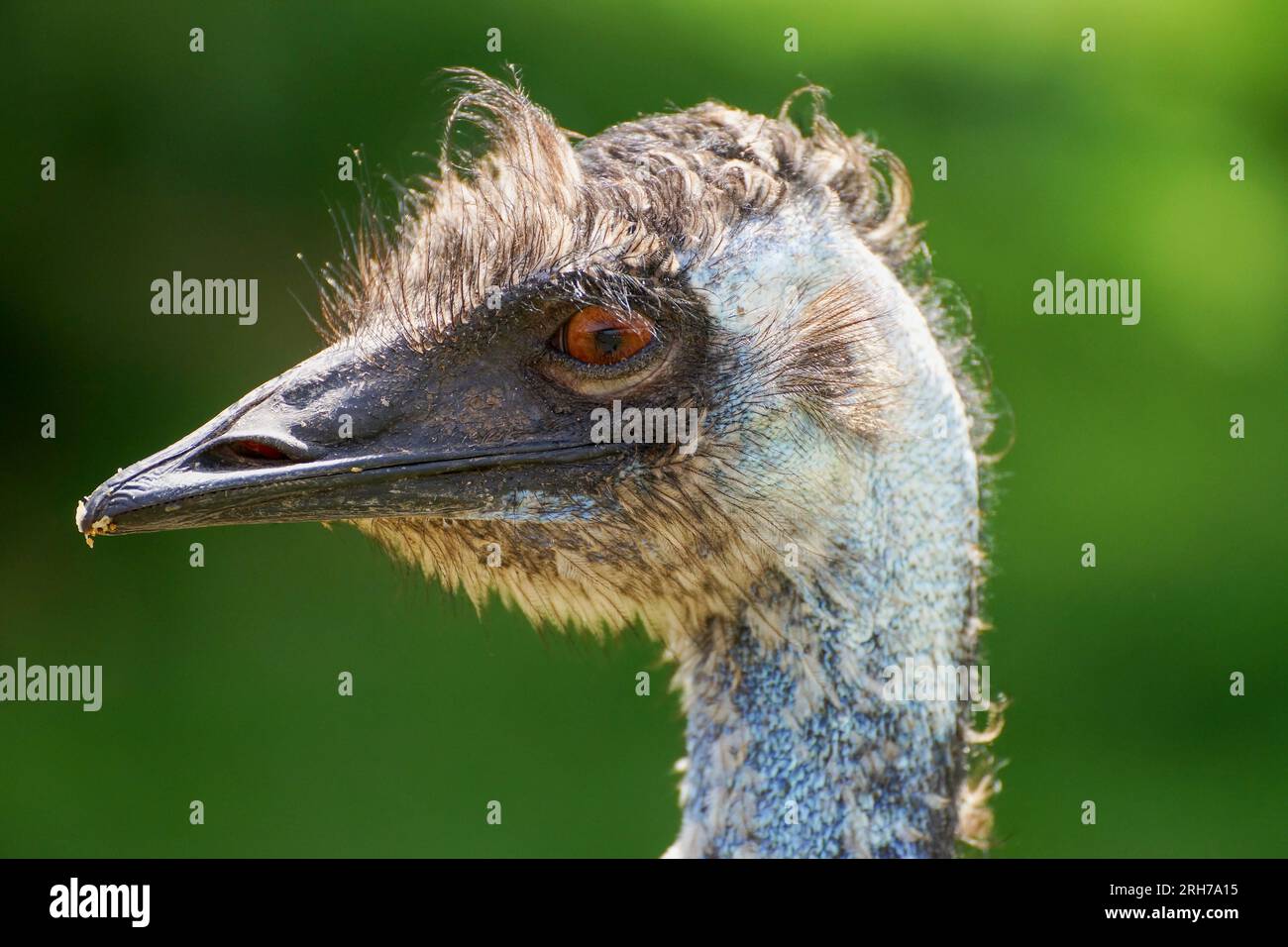 Emu ostrich. Head with green background. Stock Photo