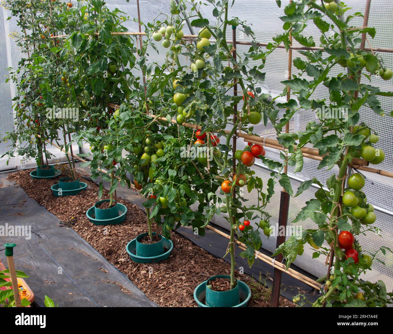 UK Tomato growing in Polytunnel with Leaf Curl on some plants Stock Photo
