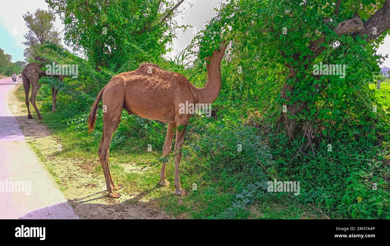 Beawar, Rajasthan, India, August 14, 2023: Camel with baby eats green