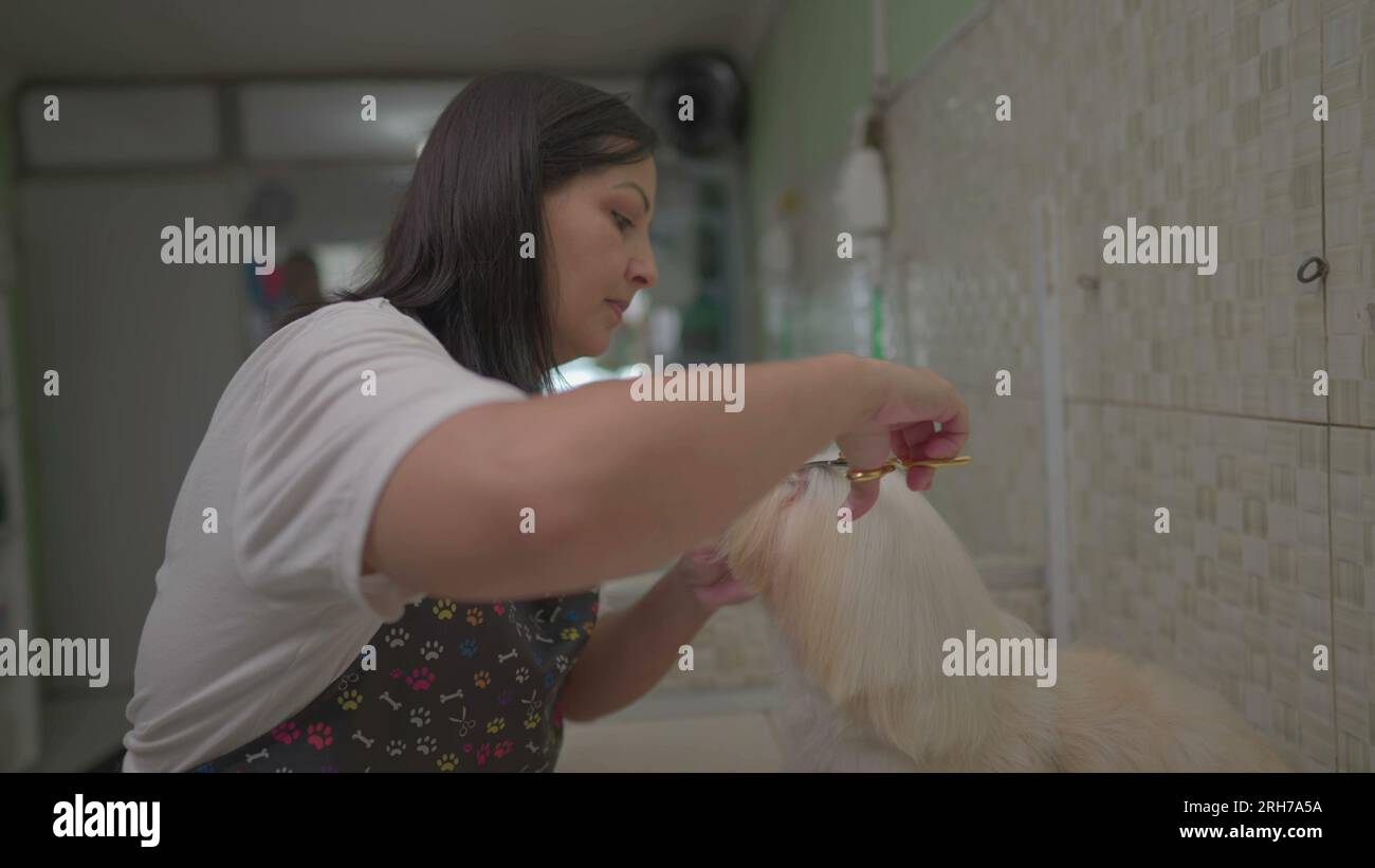Pet Groomer Employee at Pet Shop Trims and Grooms Dog's Fur Stock Photo