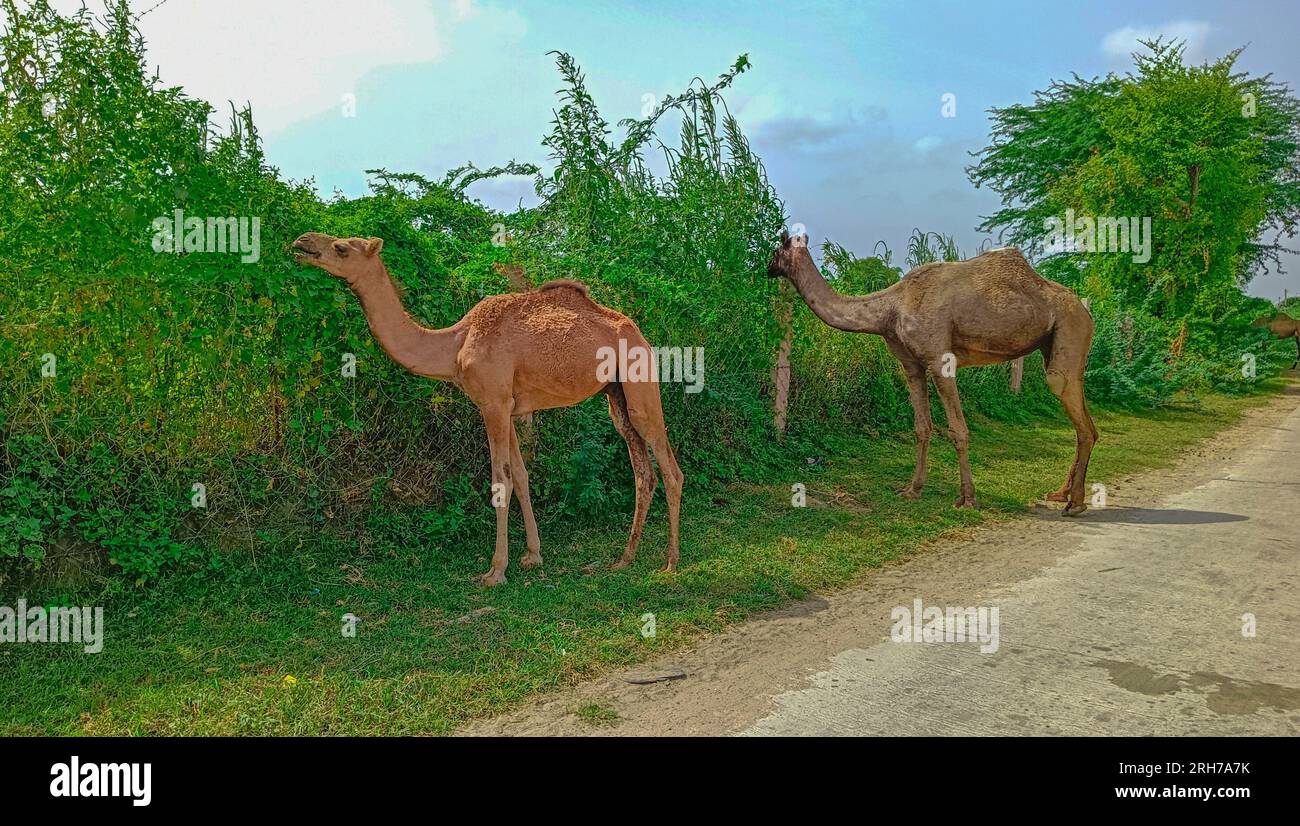 Beawar, Rajasthan, India, August 14, 2023: Camel with baby eats green