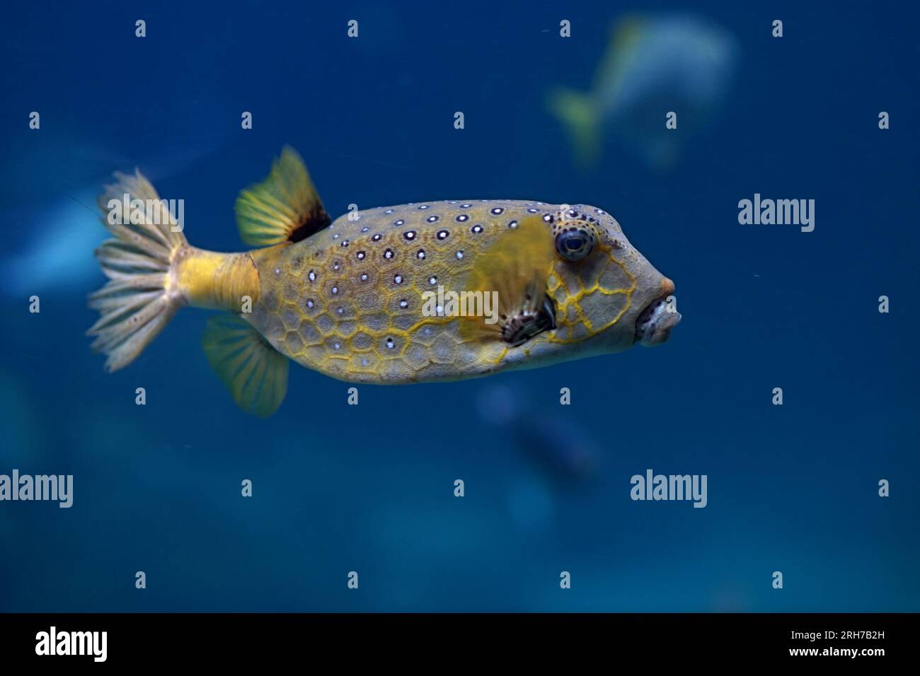 Spotted Yellow boxfish in the sea. Blue Background. Stock Photo