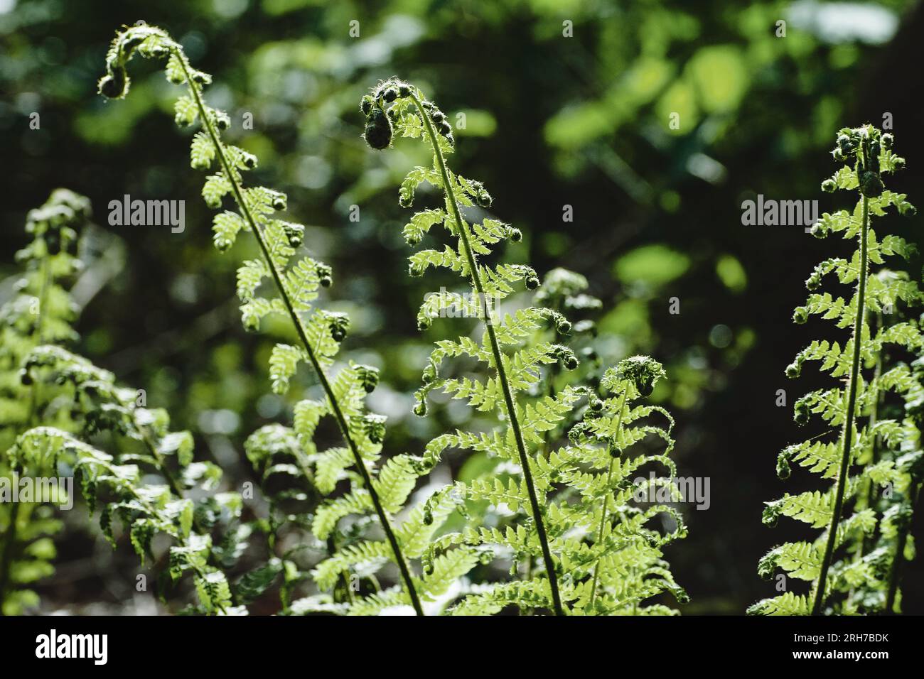 Structure of fern leaf hi-res stock photography and images - Alamy