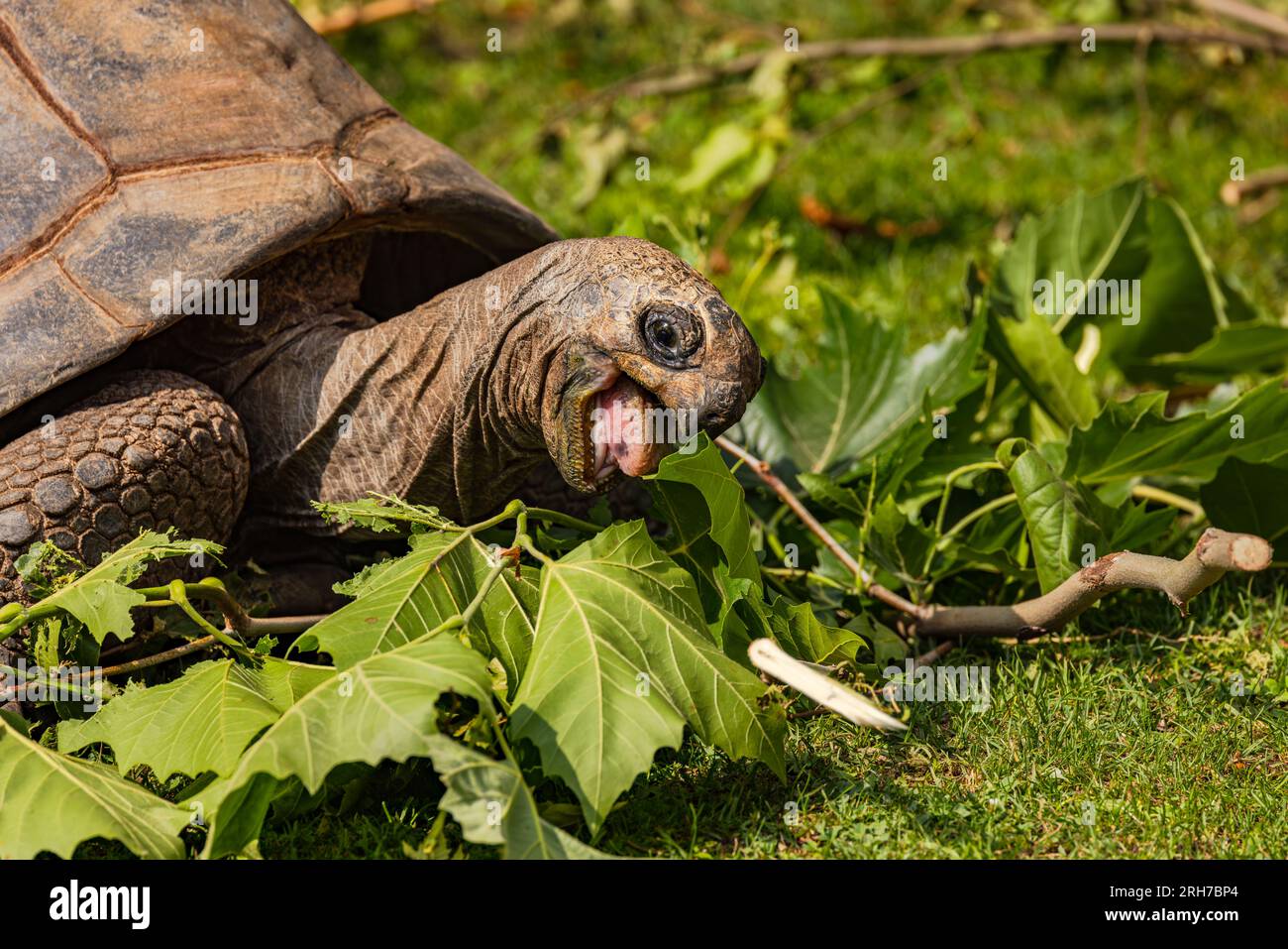 Close-up of a tortoise eating green leaves Stock Photo