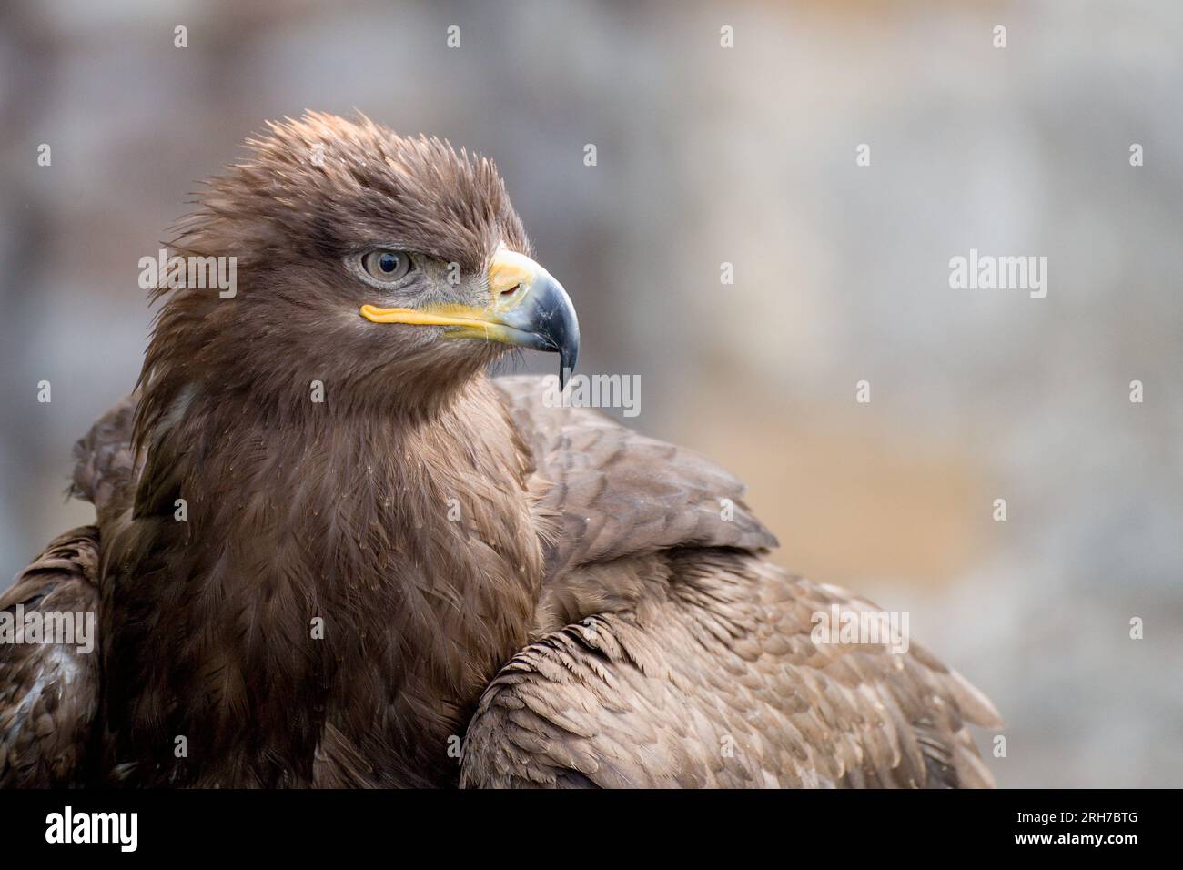 A majestic golden eagle in England. Grey background. Stock Photo