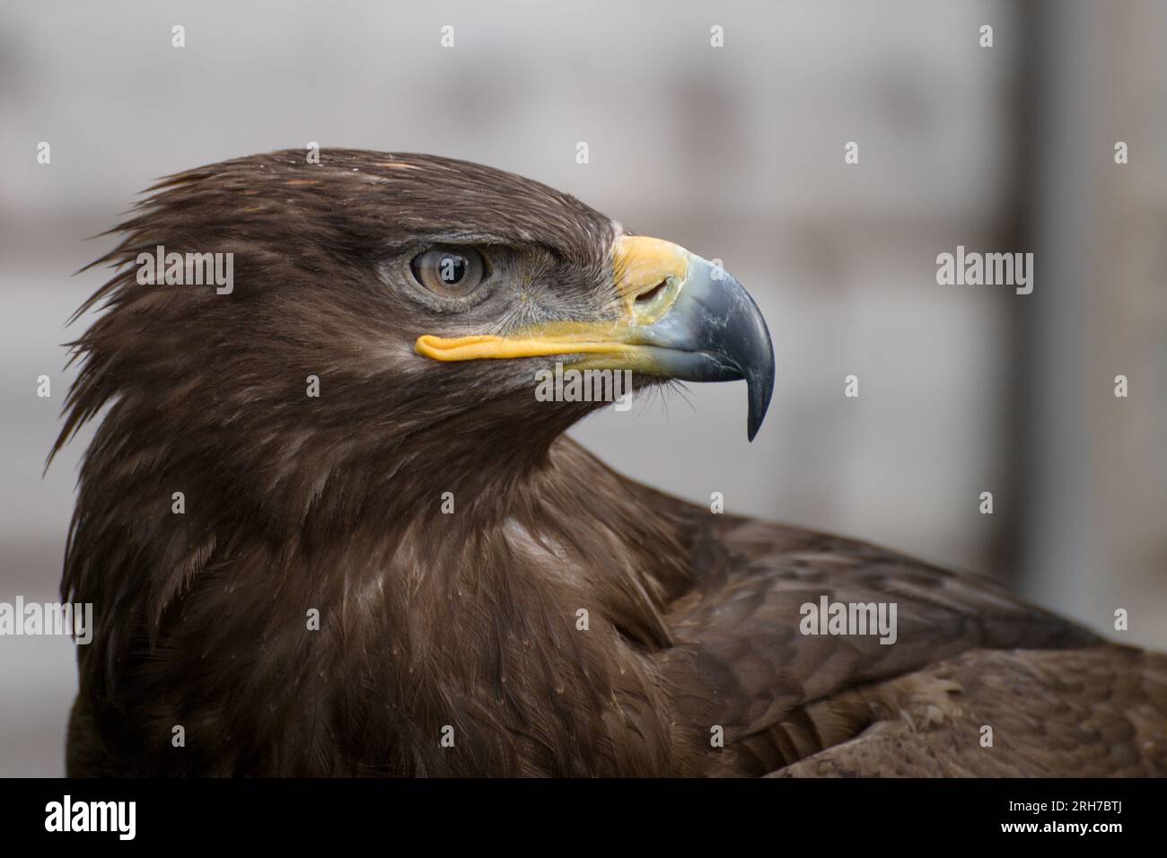 A majestic golden eagle in England. Grey background. Stock Photo