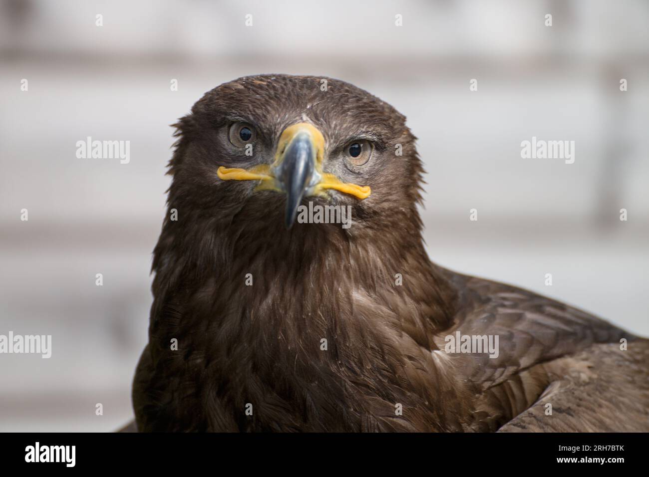 Close up portrait of Golden Eagle in England. Gray background. Stock Photo
