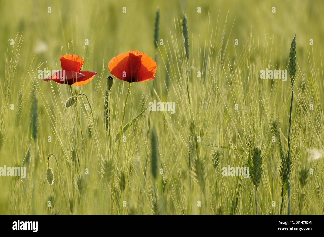 Field with red poppy Stock Photo - Alamy