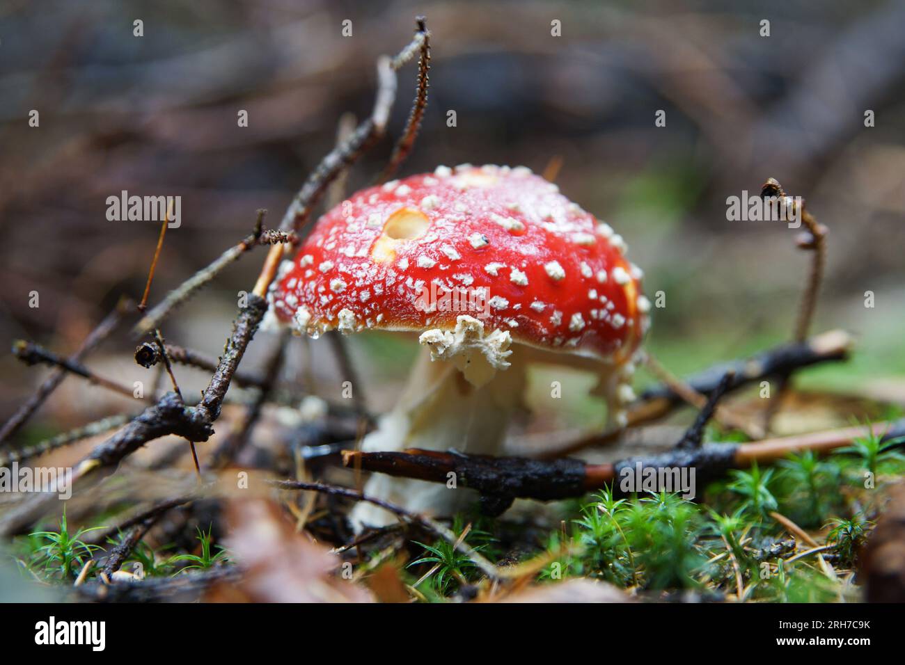 Amanita Muscaria close up in the forest with moss and bran. Red poisonous mushroom with white spots. Stock Photo
