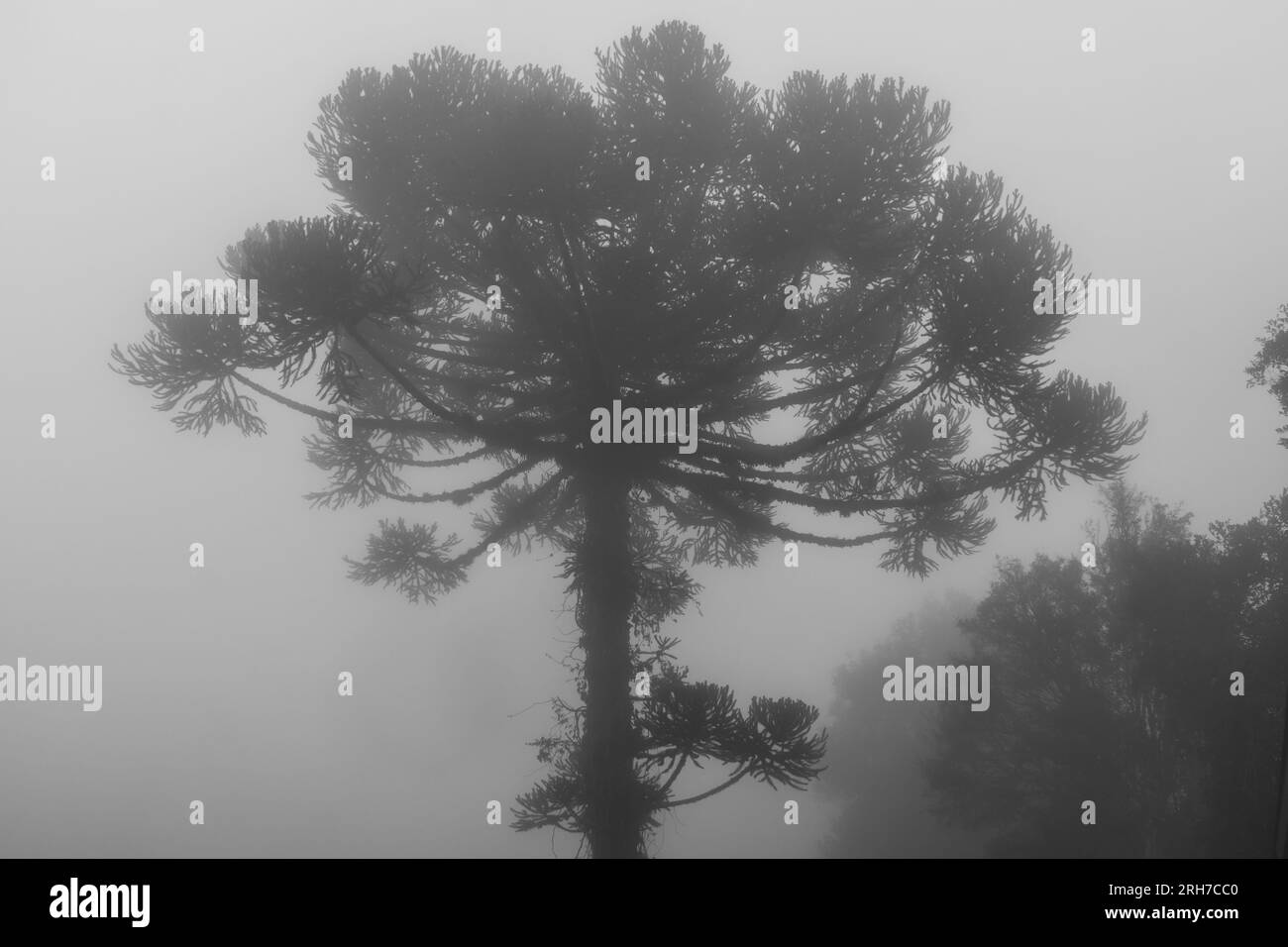 Araucaria angustifolia (Parana Pine) in foggy weather Sao Francisco