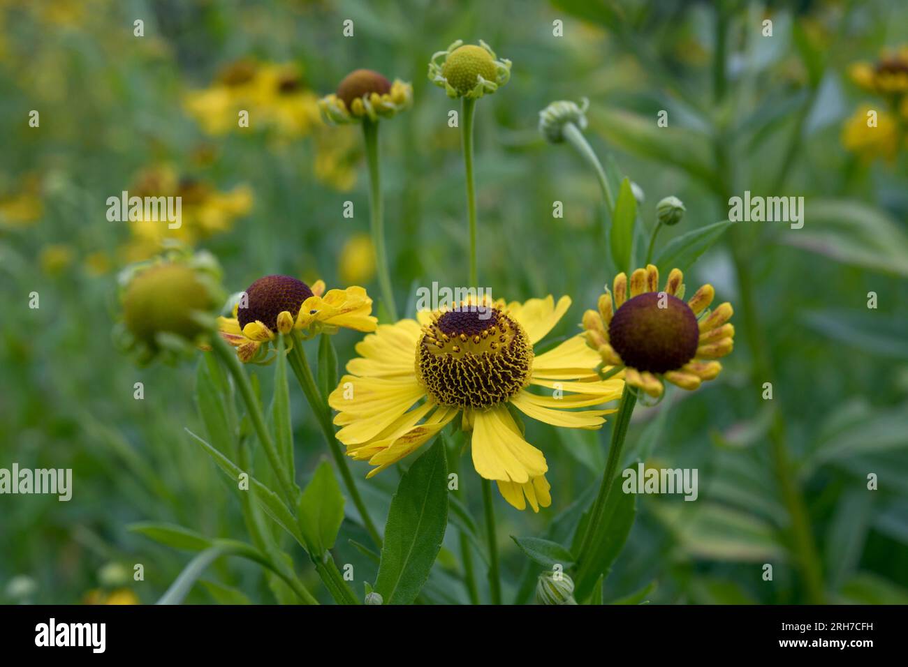 Helenium Riveron Beauty a summer flower with brighr yellow petals surronding a brown ball full of seeds Stock Photo