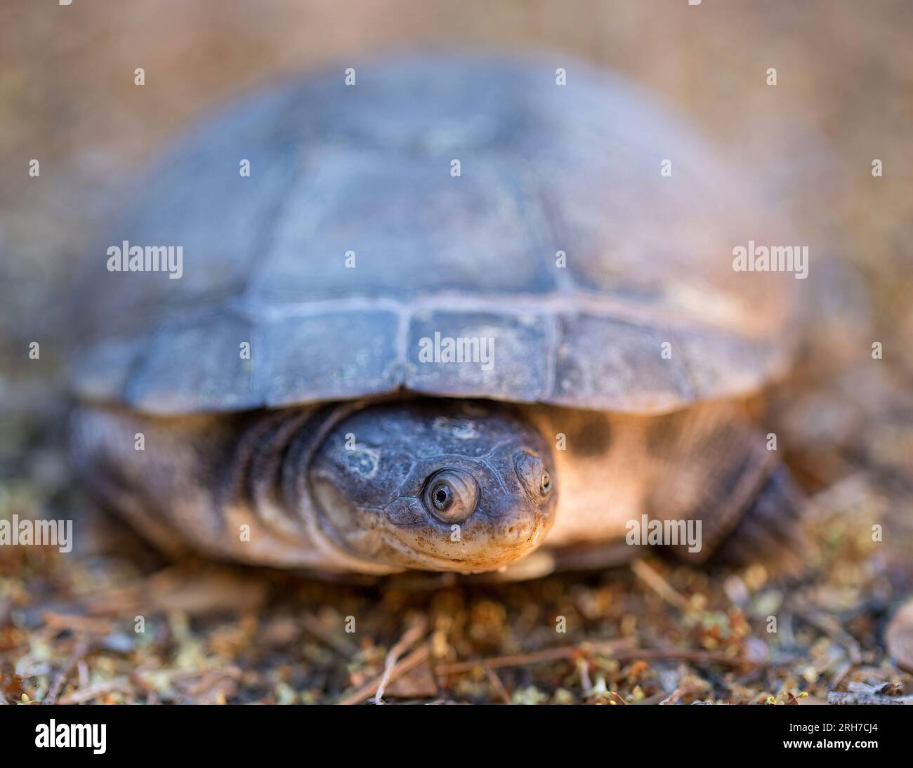 The African Side-necked Turtle, a.k.a. African Helmeted Turtle, Marsh Terrapin, and Crocodile Turtle. Stock Photo