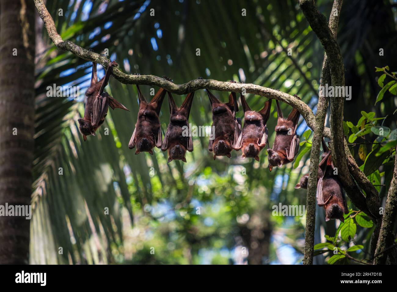 Fruit bats in the rainforest at Eungella National Park, Queensland