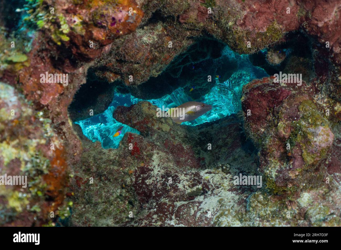 Grand Cayman Stock Photo