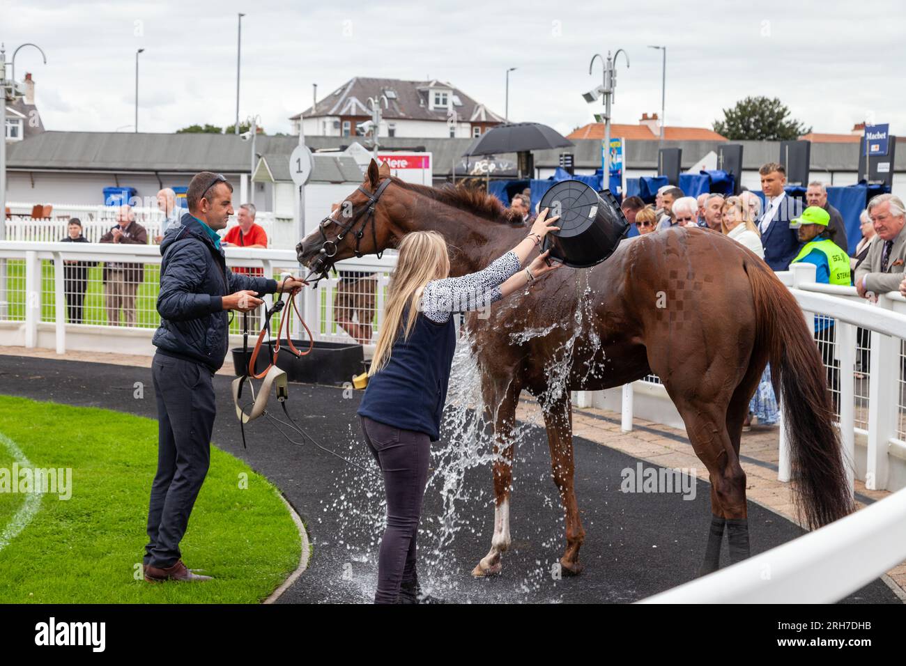 The winning horse at Ayr getting a cooling off Stock Photo