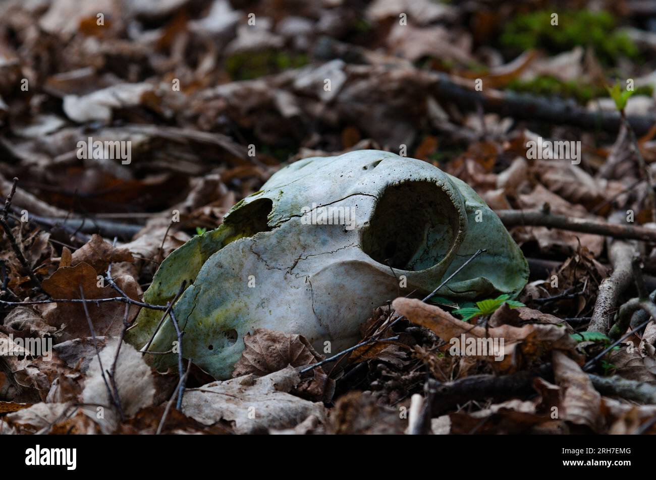 Old animal skull head in the forest. Stock Photo