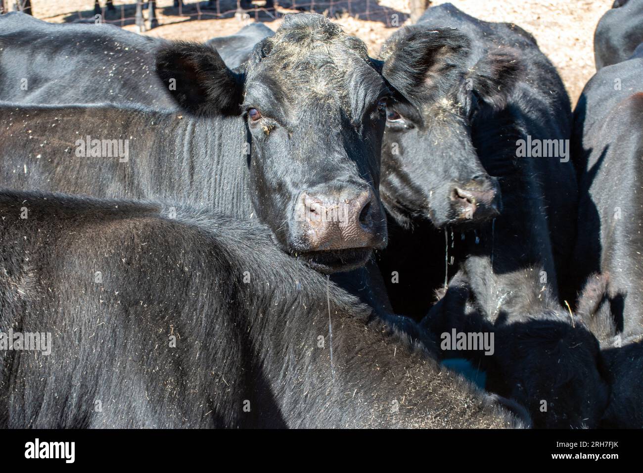 A detailed close up look at the nostrils of a black angus cow
