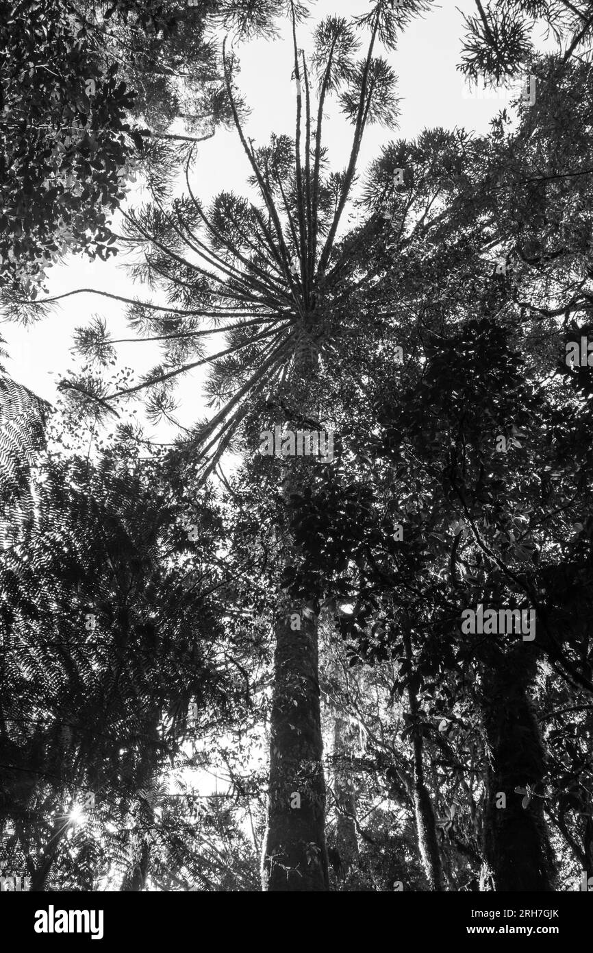 Araucaria moist forest with Araucaria angustifolia trees viewed from below, black and white - Sao Francisco de Paula, South of Brazil Stock Photo