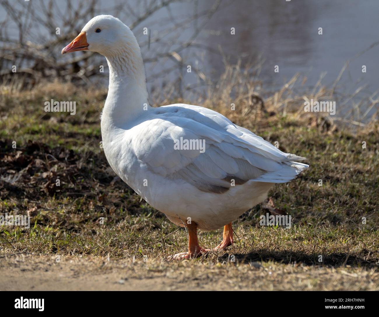 White domestic goose on the lawn by the pond on a summer day. Goose pasture (grass plucked), geese farming Stock Photo