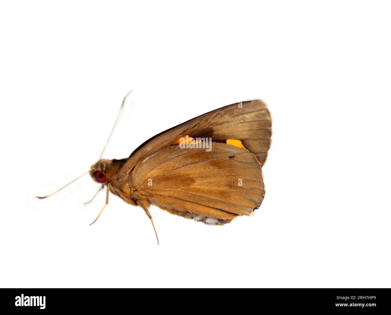 A amber butterfly sits with folded wings, a view of the underside of the wing. Possibly Colias. Isolated on a white background Stock Photo